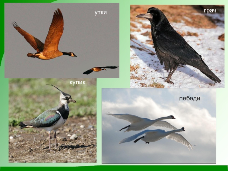 Перелетные птицы татарстана