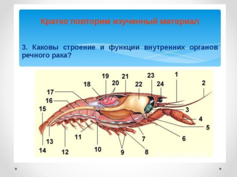 Органом зрения речного рака служат. Выписать строение систем органов (внутреннее строение) ракообразных.. Какова анатомия организации. Как называется УЗИ ракообразных. Биология 7 класс повторение изученного кратко.