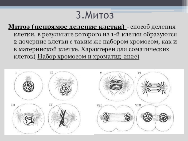 Рассмотрите рисунок с изображением клеточного деления. Митоз Непрямое деление клетки. Фазы митоза биология 10 класс. Деление клетки митоз схема. Биология митоз митоз 10 класс.