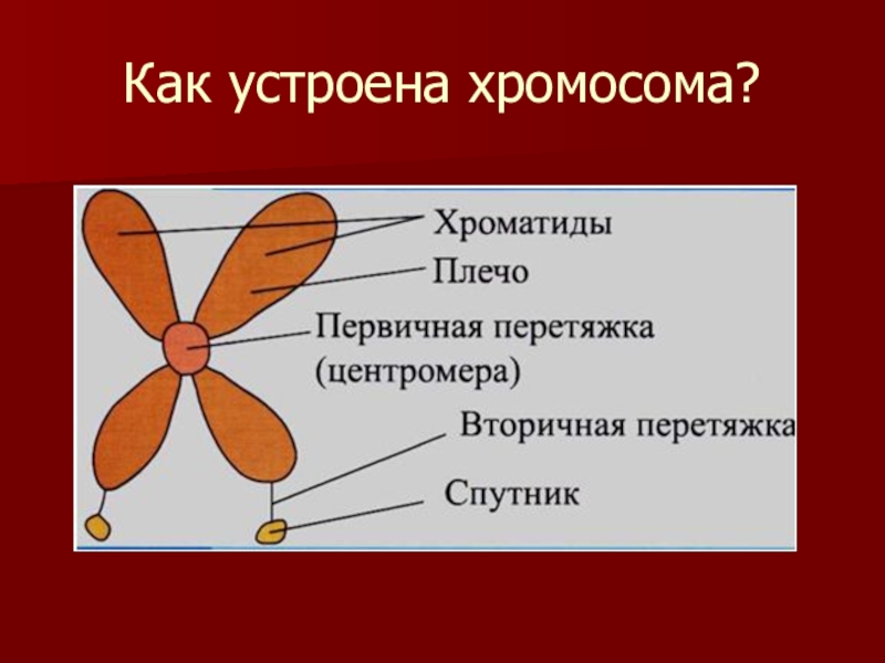 Из чего состоит хромосома. Как устроена хромосома. Из яегосостоит хромосома. Из чего состоит хромоса.