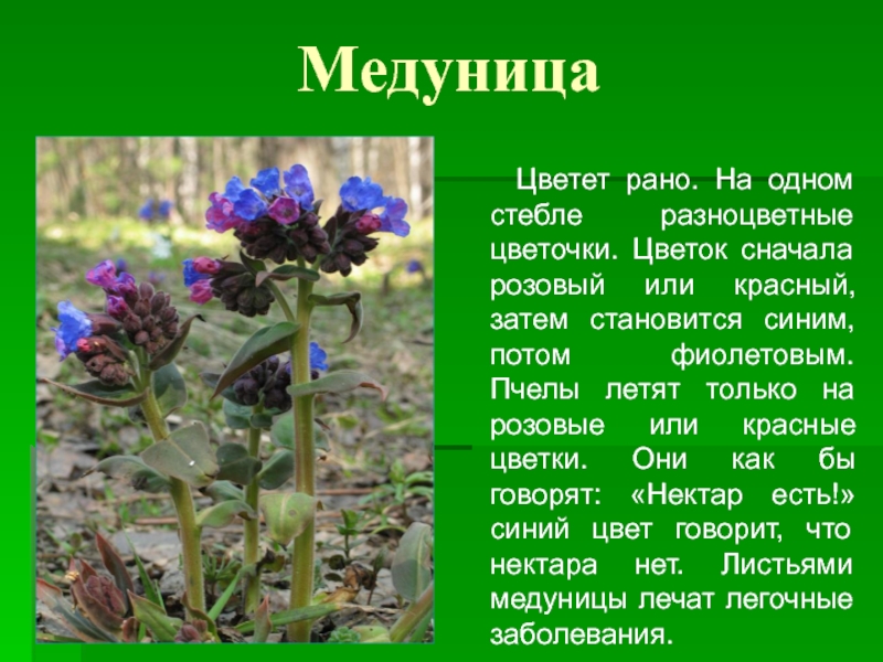 Доклад на тему растения города. Первоцветы Медуница. Медуница цветок первоцвет. Расцветающее растение Медуница. Медуница первоцвет весенний.