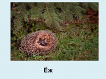 Презентация к уроку русского языка по теме  Письменные ответы на вопросы (1 класс)