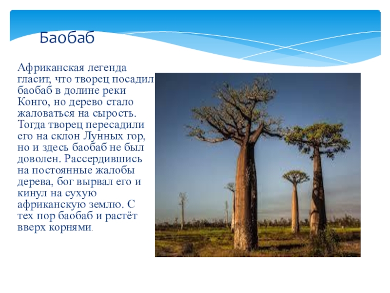 Африканская легенда гласит, что творец посадил баобаб в долине реки Конго, но дерево стало жаловаться на сырость.