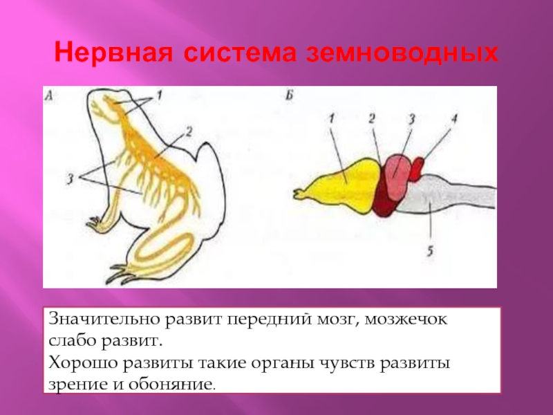 Передний мозг слабо развит. Строение нервной системы земноводных. Нервная система земноводных схема. Схема строения нервной системы земноводных. Нервная система лягушки.