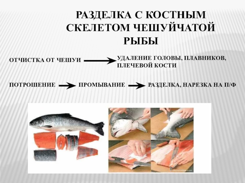 Рыба организация процесса приготовления. Обработка рыбы с костно-хрящевым скелетом. Схема технологического процесса обработки рыбы с костным скелетом. Схема разделки рыбы с костным скелетом. Механическая кулинарная обработка рыбы схема.