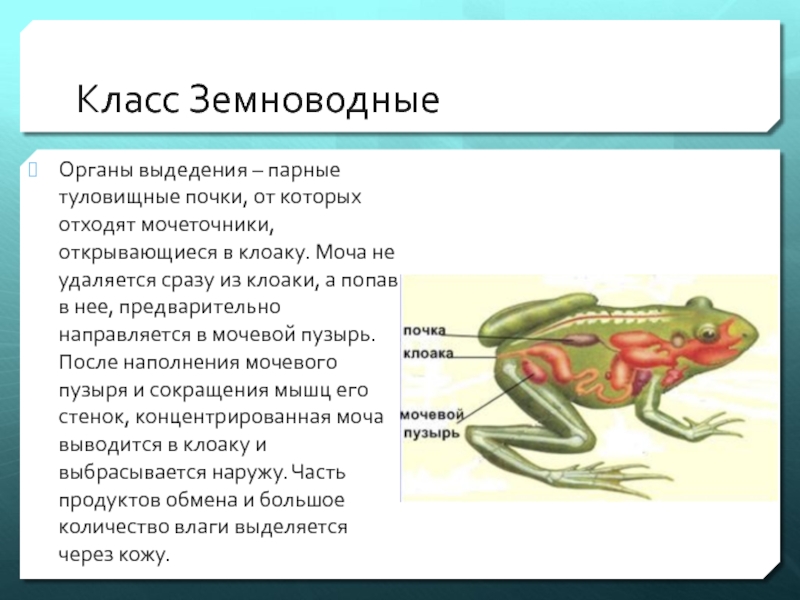 Кишечник мочеточники открываются в клоаку