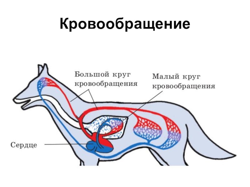 Малый и большой круг кровообращения млекопитающих схема