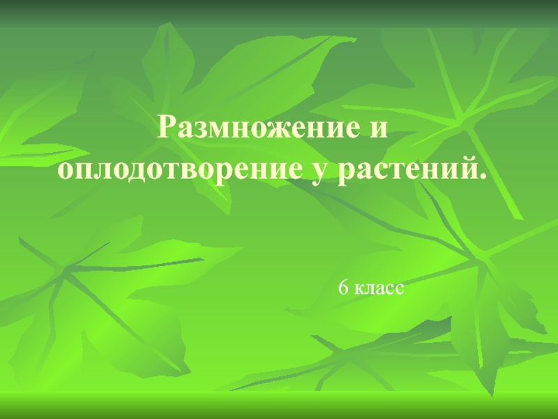 Размножение голосеменных растений презентация 6 класс пасечник