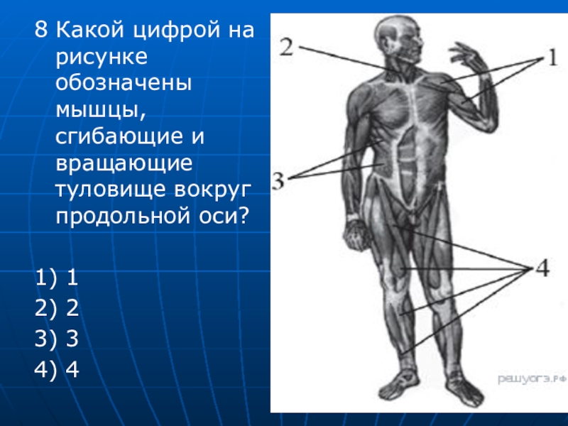 Под какой цифрой обозначена. Мышцы сгибающие и вращающие туловище вокруг продольной оси. Презентация по биологии 8 класс мышцы. Какой цифрой на рисунке обозначены мышцы туловища?. Мышцы сгибающие туловище.