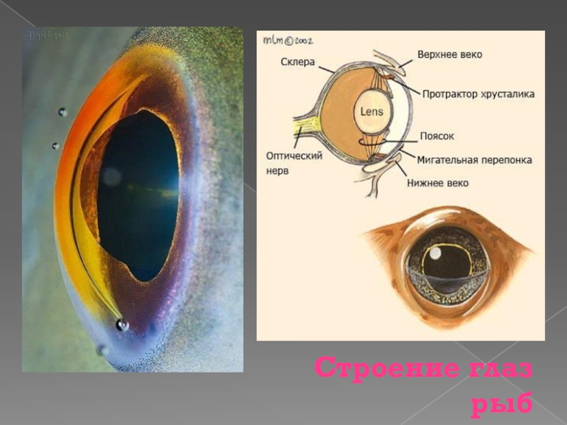 Презентация глаз как оптическая система 9 класс. Оптическое строение глаза. Строение глаза как оптической системы. Глаз как оптическая система. Глаз как оптическая система физика.