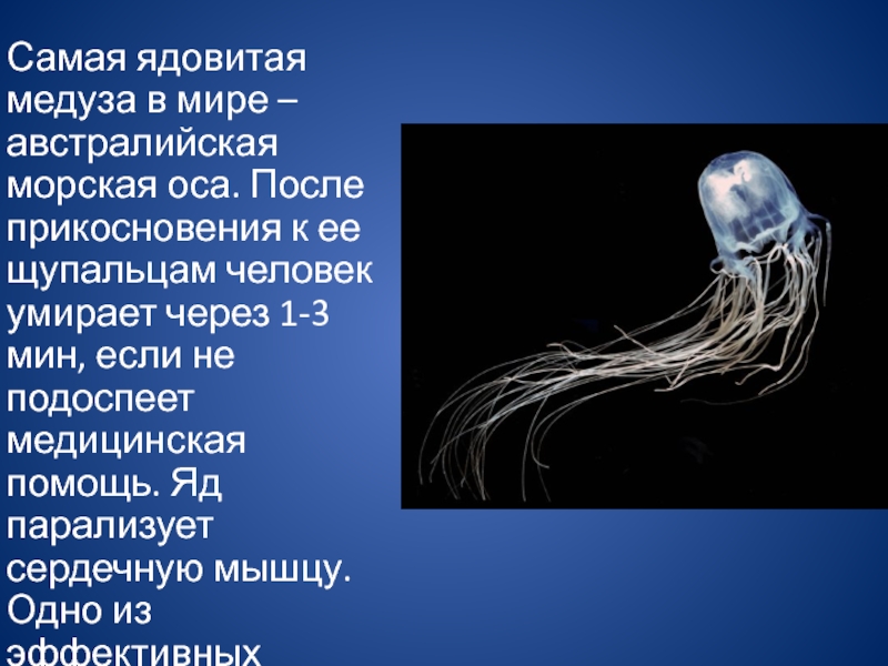 Медуза спид ап. Ядовитая медуза морская Оса. Образ жизни сцифоидных медуз.