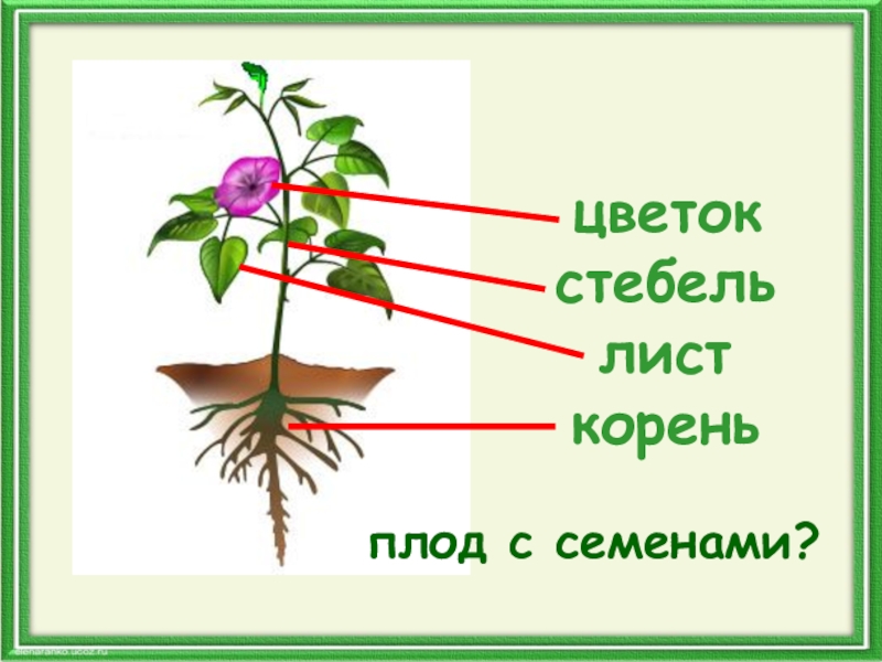 Корень лист стебель у растения это. Строение цветка стебель лист корень. Цветок со стеблем и корнем. Корень стебель лист цветок. Стебель с листьями.