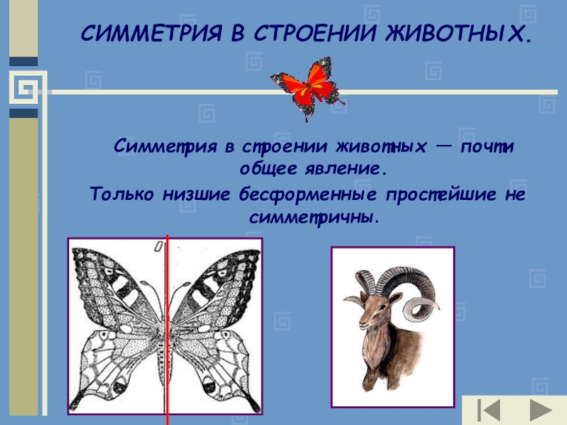 Проект виды симметрии