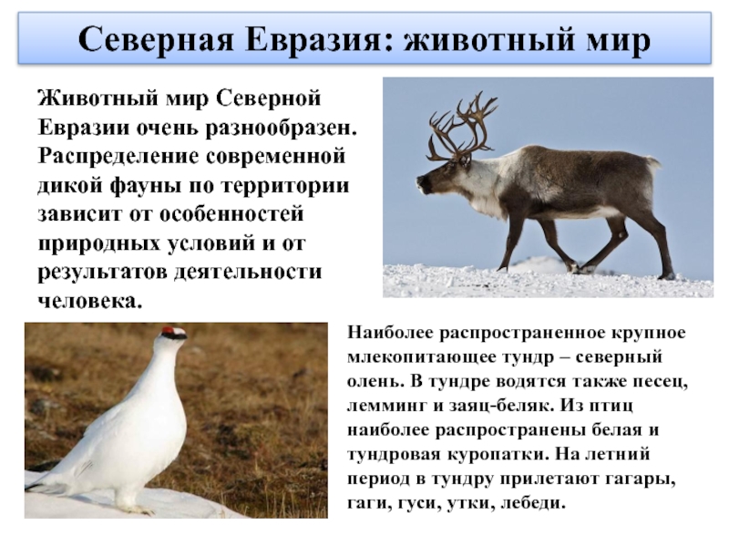 Северная Евразия: животный мирЖивотный мир Северной  Евразии очень разнообразен. Распределение современной дикой фауны по территории зависит от