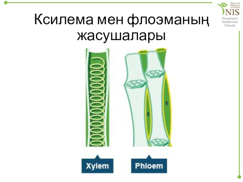 Флоэма сыворотка. Ксилема Бердск. Флоэма для роста ресниц. Ксилема и флоэма ОГЭ ББИО. Флоэмы банана.