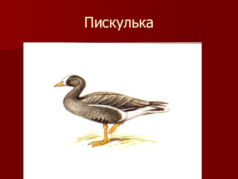 Красная книга калмыкии рисунок