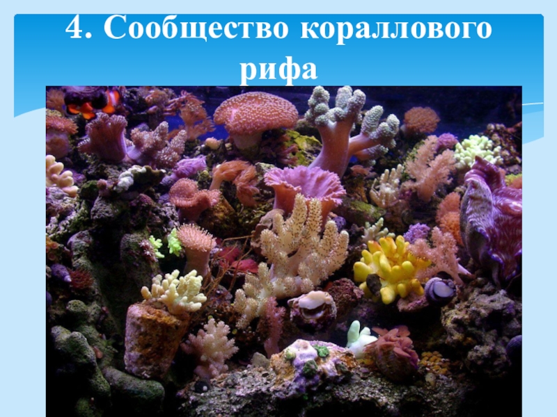 Сообщество кораллового рифа. Характерные представители сообщества кораллового рифа. Сообщество коралловых рифов. Коралловое сообщество обитатели. Сообщество кораллового рифа обитатели.