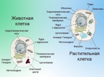 Презентация по биологии Органоиды клетки6 класс