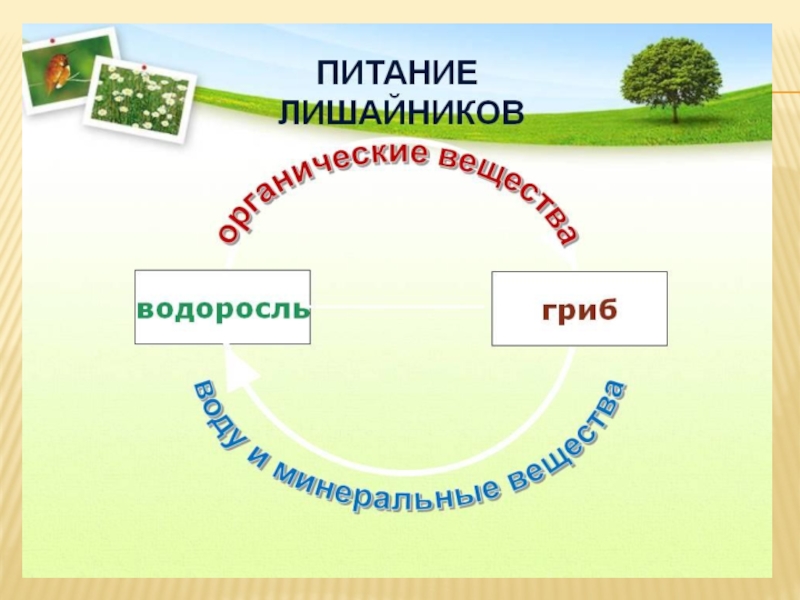 Схема питание лишайников