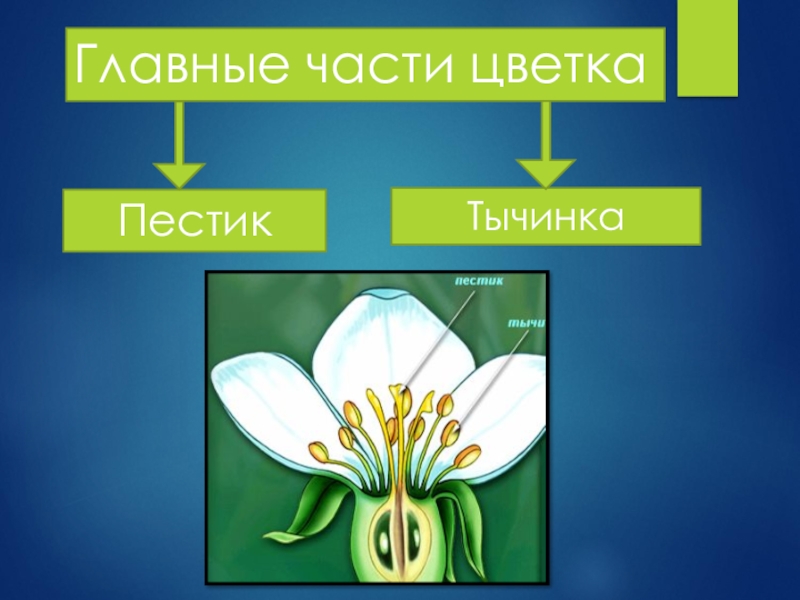 Две главные части цветка. Главные части цветка. Главные части цветка это пестик и тычинка. Цветок главные части пестик. Главные главные части цветка.