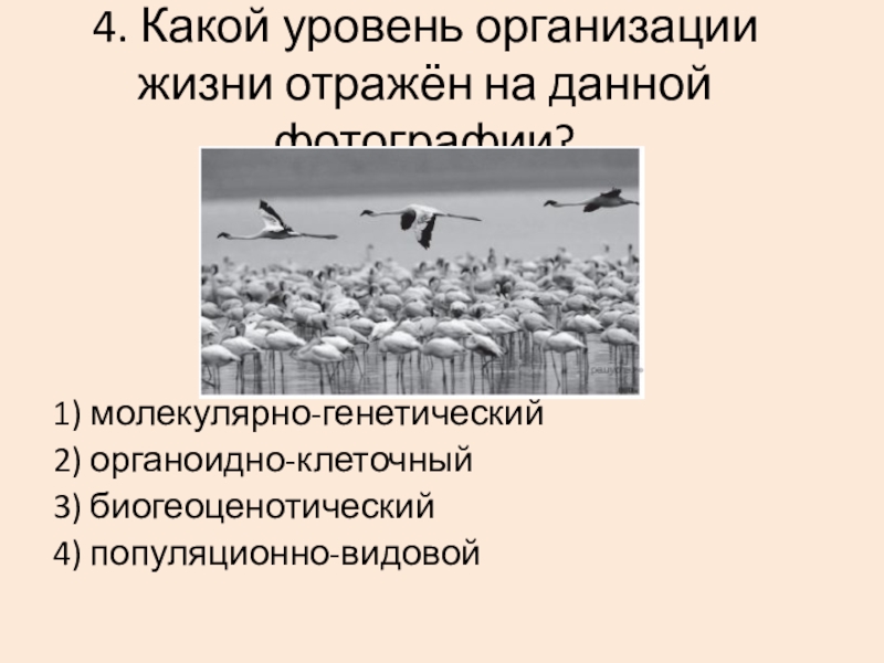 Какой уровень организации изображен на рисунке