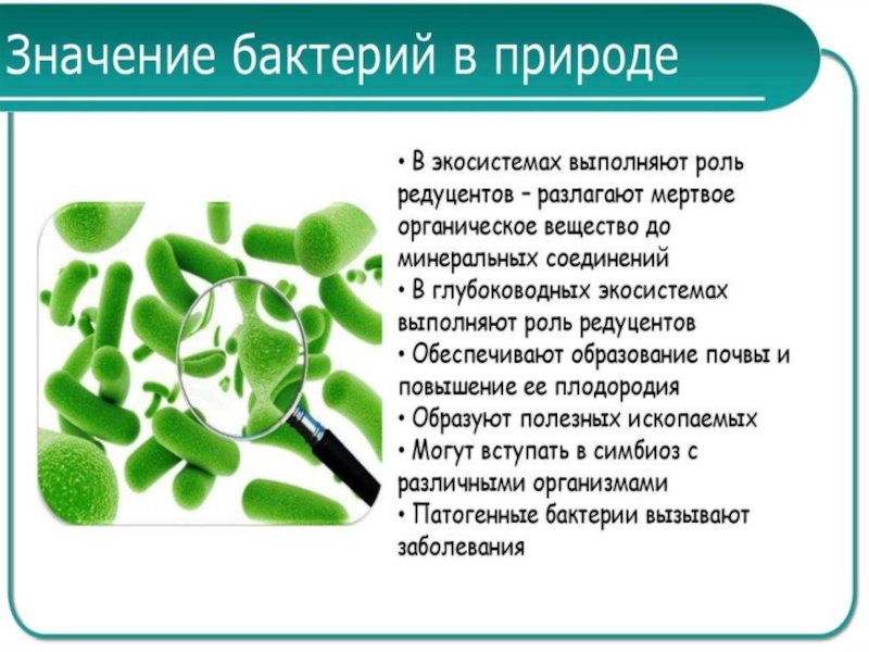 Какую роль бактерии играют в природе 7. Бактерии в жизни человека. Значение бактерий в природе. Бактерии и их роль в природе. Роль бактерий в жизни человека.