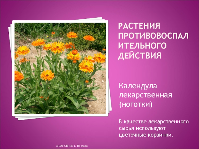 Растения нижегородской. Лекарственные растения Нижегородской области. Календула. Лечебные растения Нижегородской области. Лекарственные растения Нижегородской области описание.