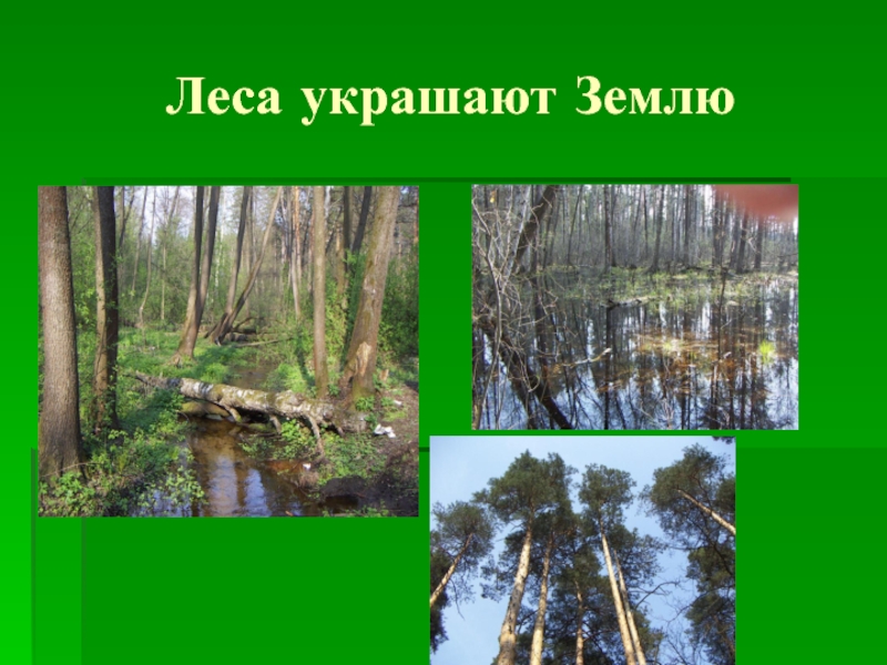 Войдем в природу другом. Лес украшение земли. Лес наш друг. Лес наш друг презентация. Леса украшают нашу землю.