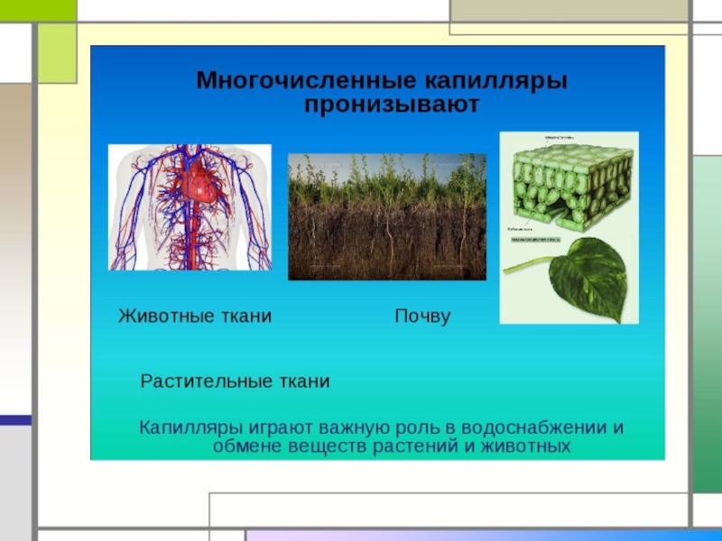 Многочисленные растения. Капиллярные явления в природе. Капилляры в природе. Капилляры в природе и технике. Капиллярные явления в почве.