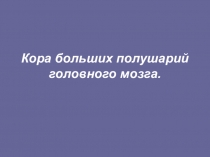Презентация по биологии на тему Кора больших полушарий