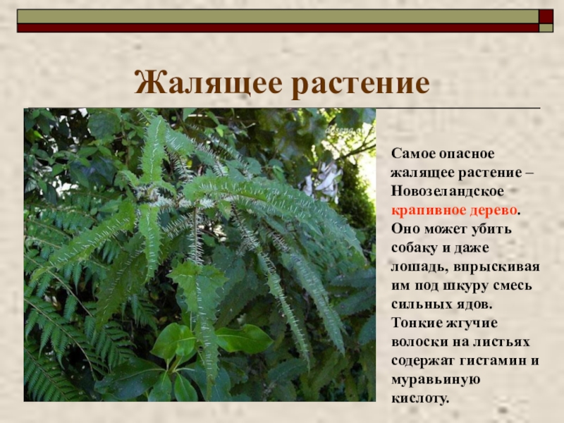 Растения доклад биология. Удивительные растения с описанием. Самые самые растения. Жалящие растения. Презентации самые самые растения.