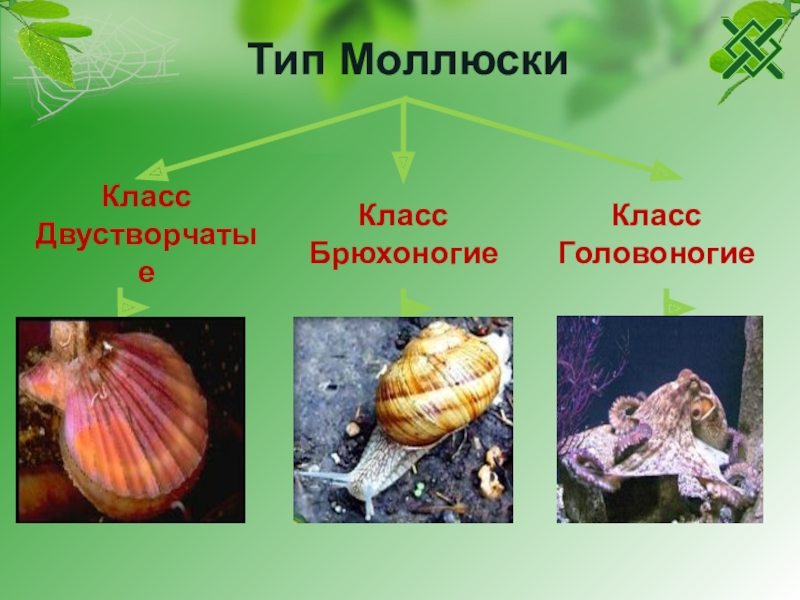 Брюхоногие моллюски презентация 7 класс биология