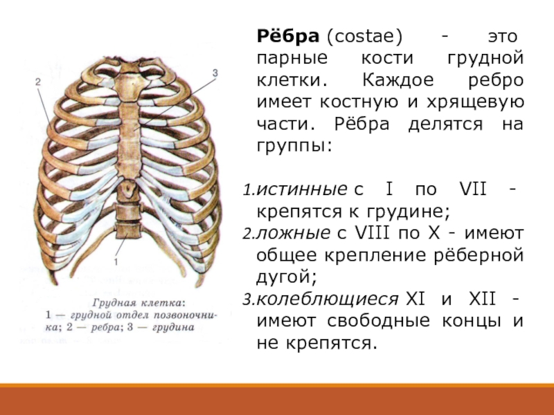 Виды ребер