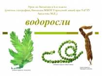 Презентация по биологии Водоросли