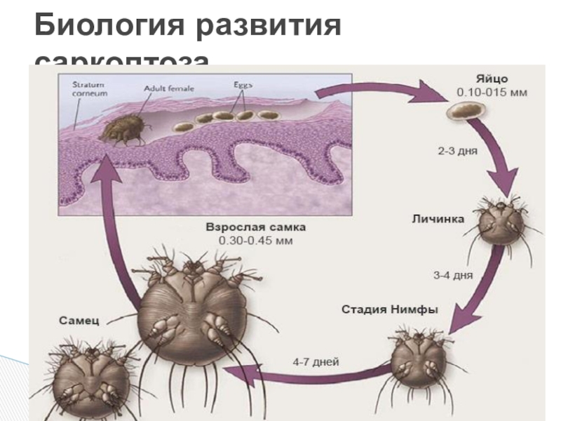 Саркоптоз у собак лечение схема