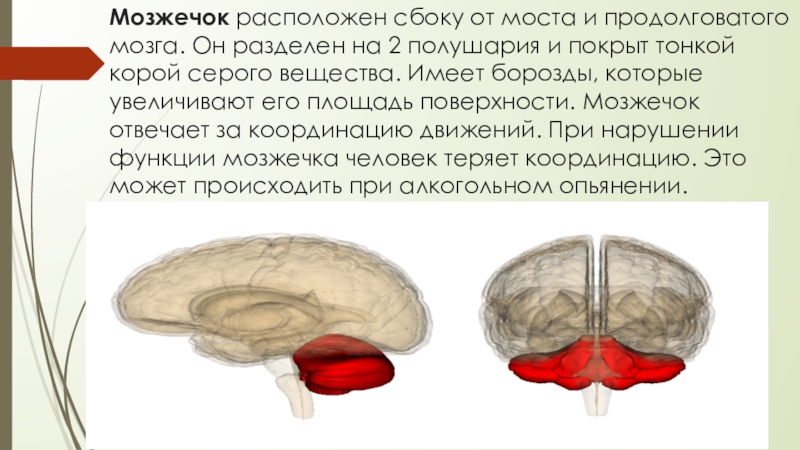Строение и функции мозжечка головного мозга. Строение черепа мозжечок. Строение мозга мозжечок мост. Строение головы мозжечок. Мозжечок это в биологии.