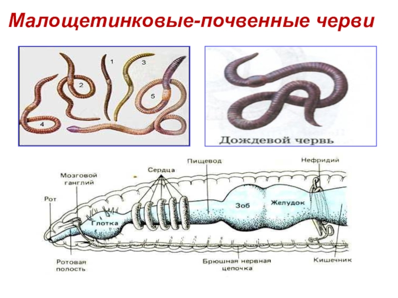 Эволюция червей схема