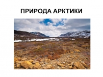 Презентация по биологии Природа Арктики