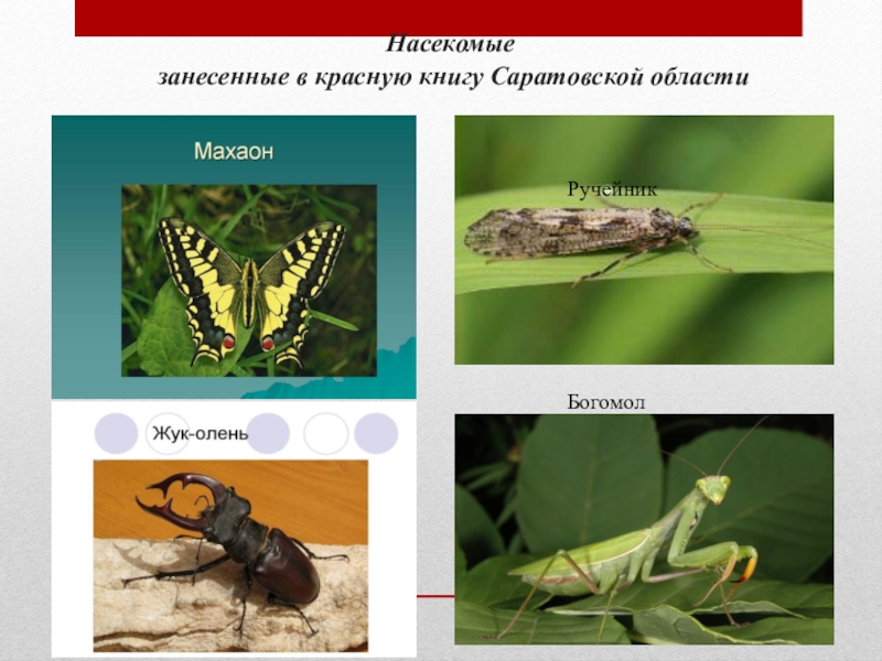 Насекомые занесенные в красную. Насекомые Ростовской области занесенные в красную книгу. Насекомые Саратовской области занесенные в красную книгу. Насекомые Саратовской области занесенные в красную. Насекомые Саратовской области из красной книги.