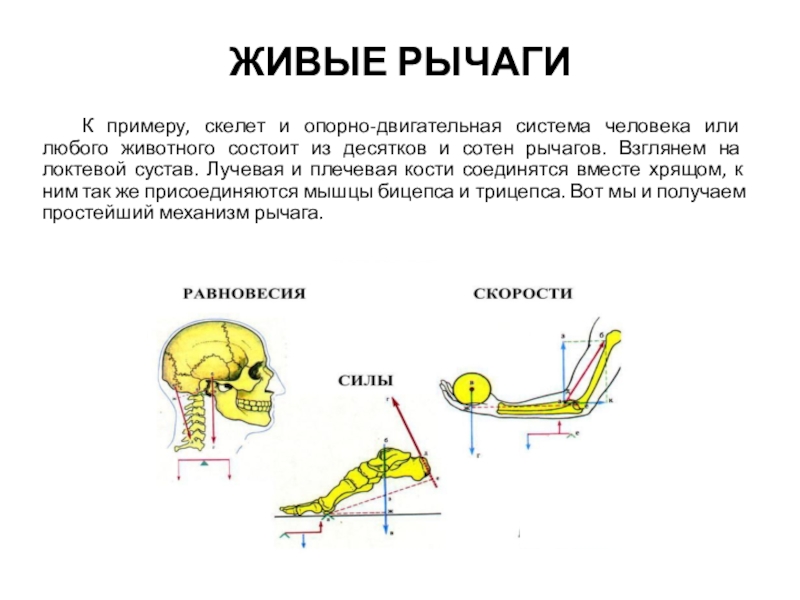 Презентация на тему рычаги в теле человека