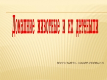 Домашние животные и их детеныши