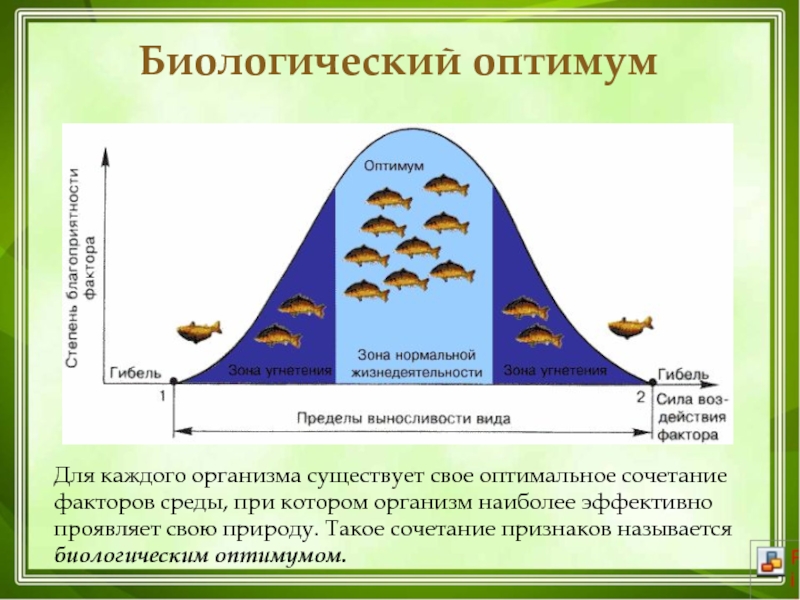 Схема действия факторов среды на живые организмы