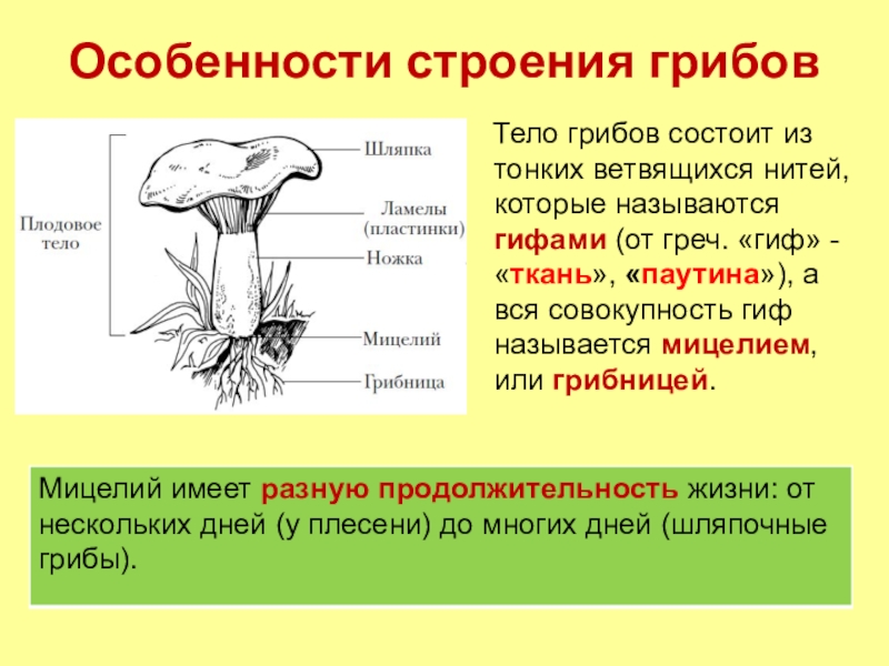 Изучите рисунок 58 объясните какова особенность строения грибницы и плодового тела шляпочного гриба