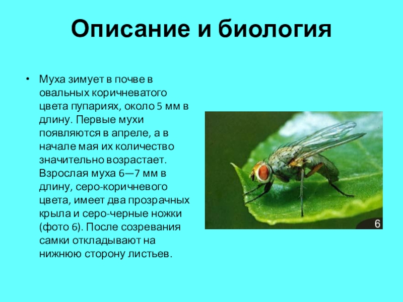 Характер мухи. Насекомые с описанием. Муха для презентации. Описание мухи. Характеристика мухи.