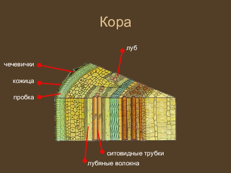 Зачем растениям кора проект по биологии