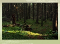 Презентация к уроку. Биогеоценоз.