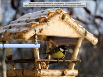 Помоги пернатому другу