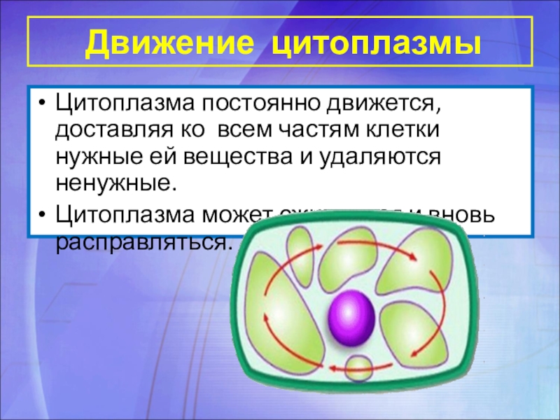 Движение цитоплазмы. Движение цитоплазмы в клетке. Цитоплазма. Движение цитоплазмы. Постоянное движение цитоплазмы.