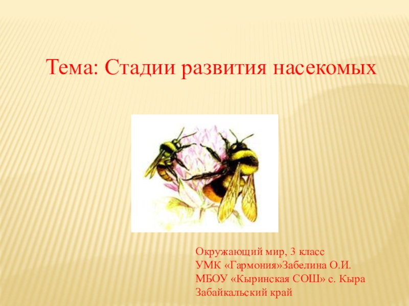 Презентация Презентация по ОЗМ 3 класс на тему Стадии развития насекомых