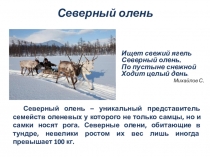 Презентация по краеведению на тему Северный олень (4 класс)